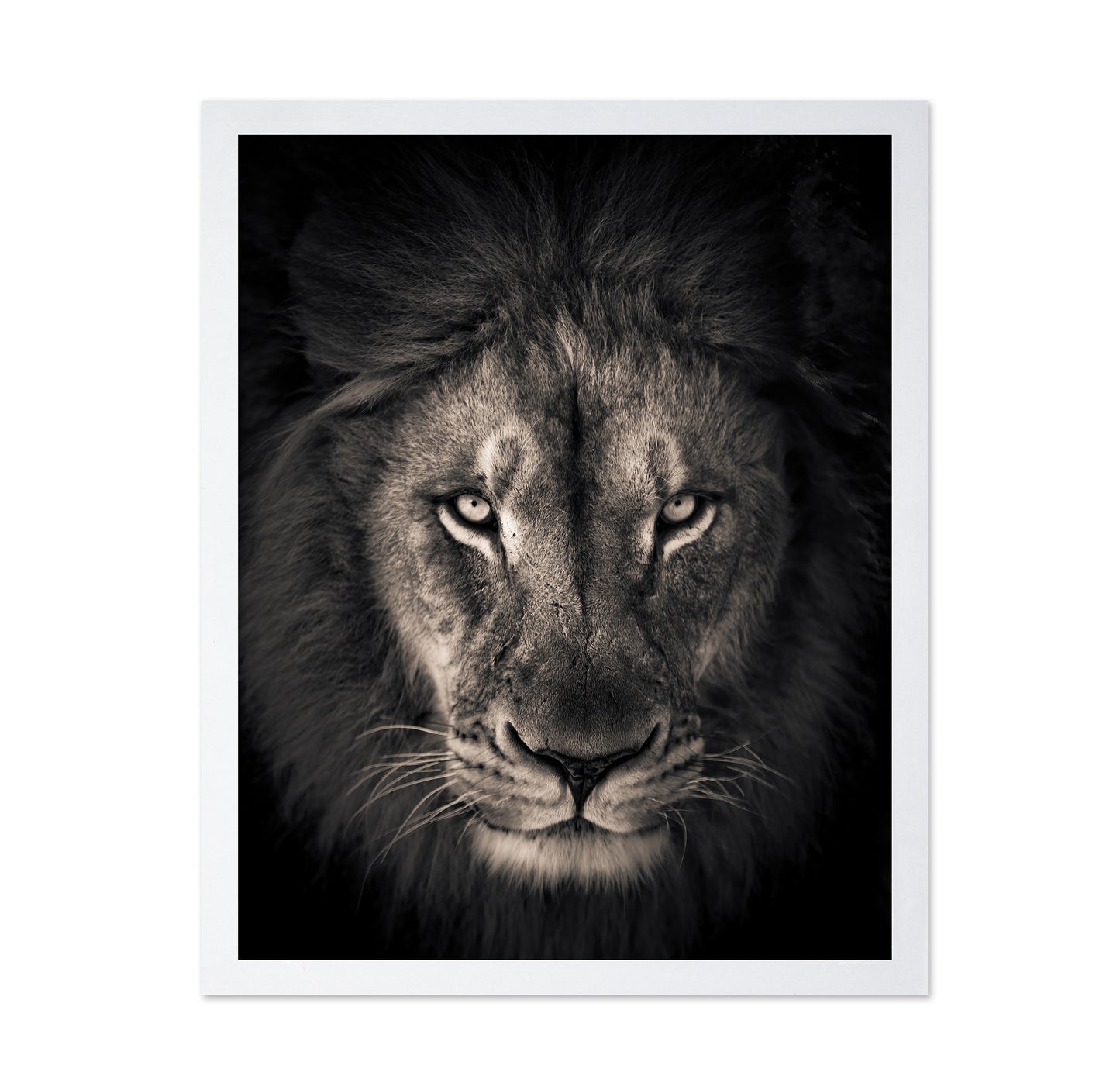 Lion in Dark
