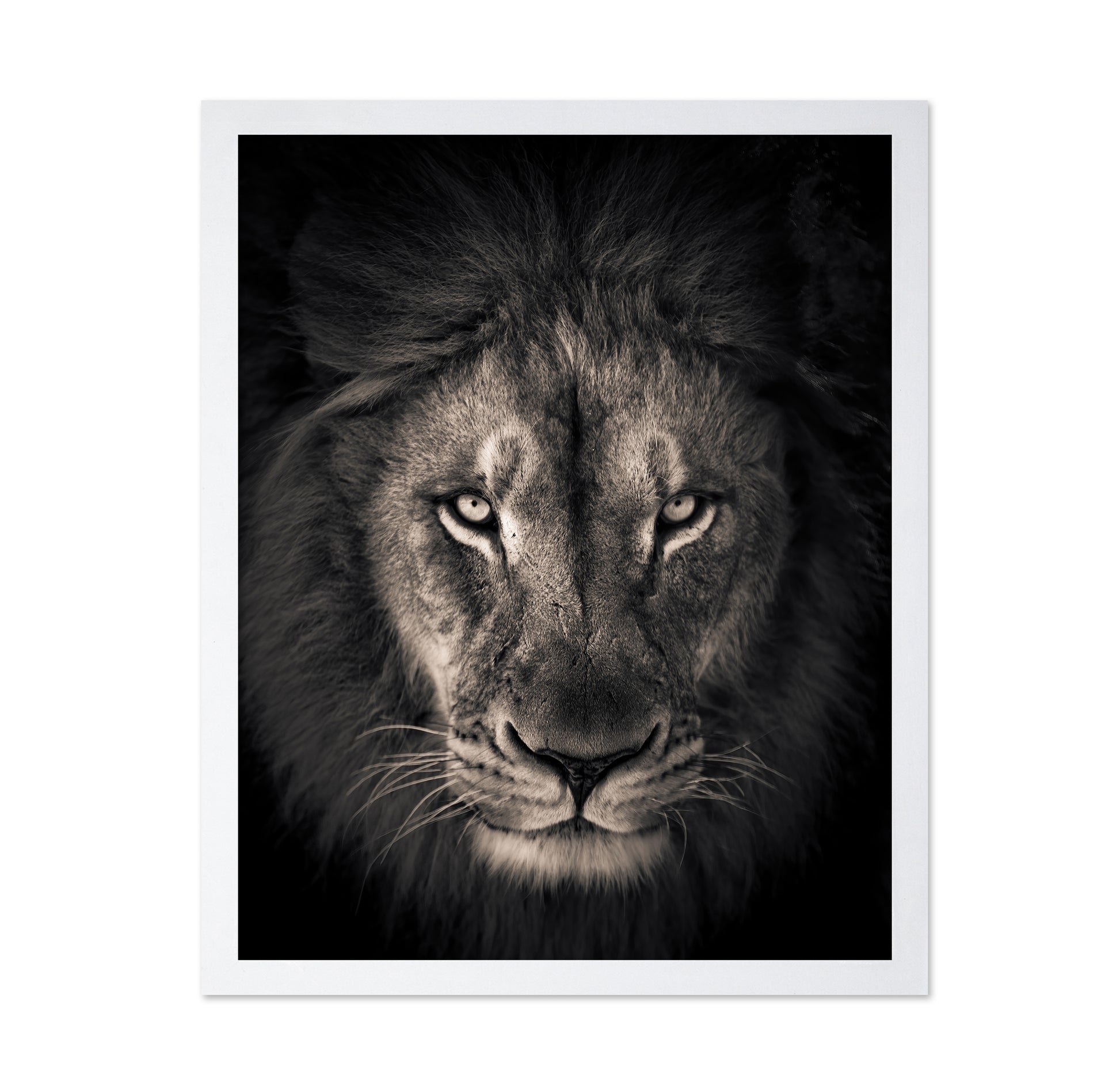 Lion in Dark