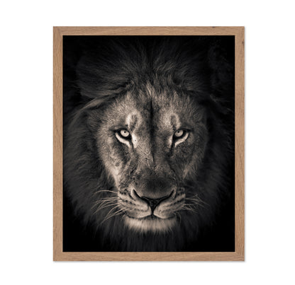 Lion in Dark