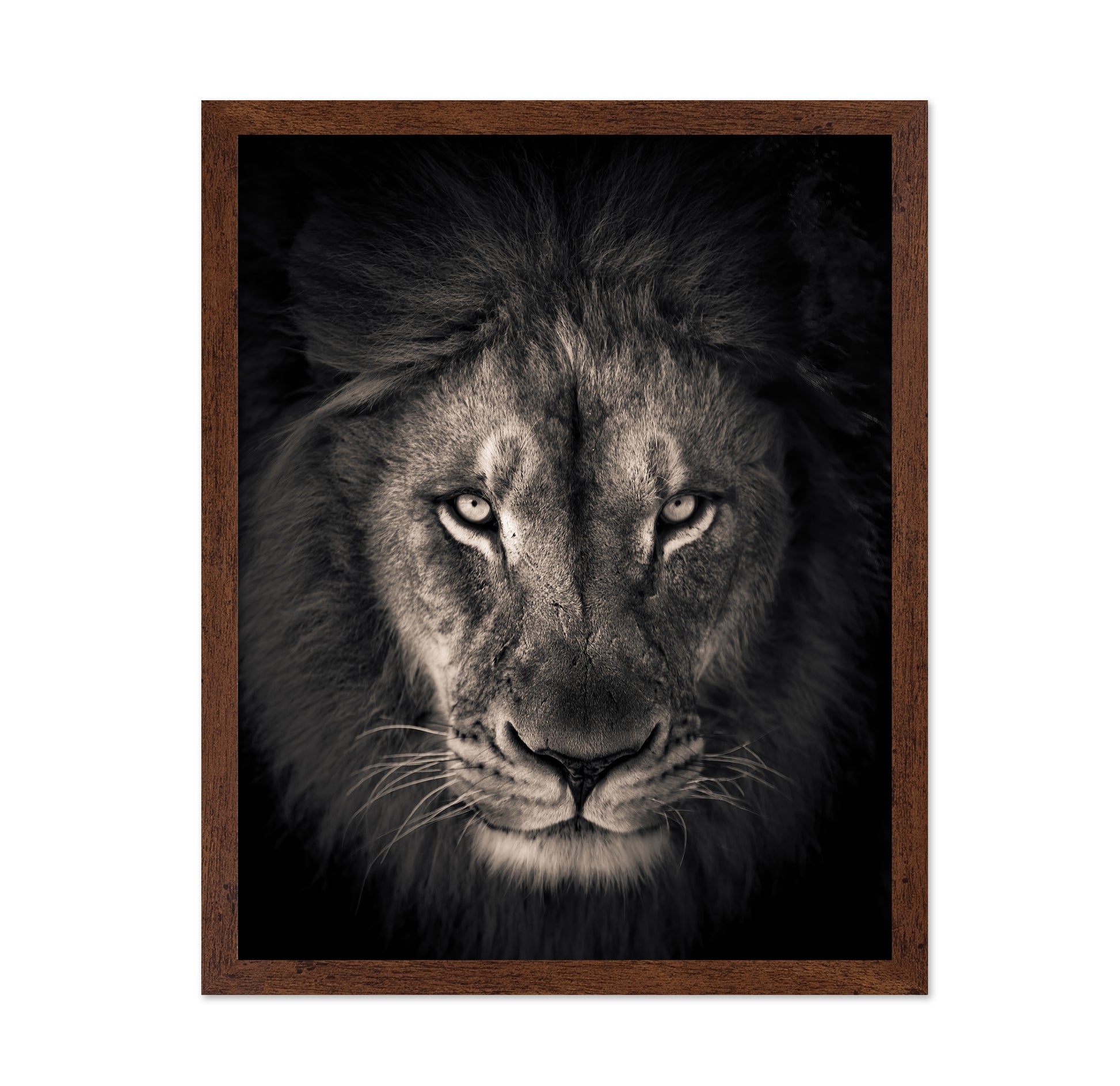 Lion in Dark