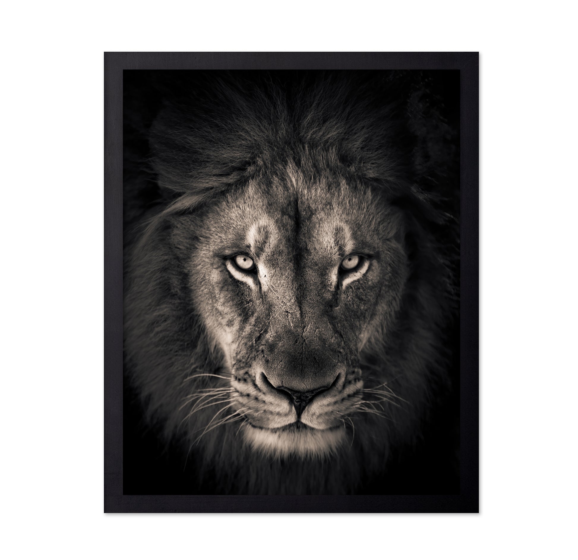 Lion in Dark