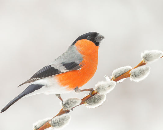 Bullfinch