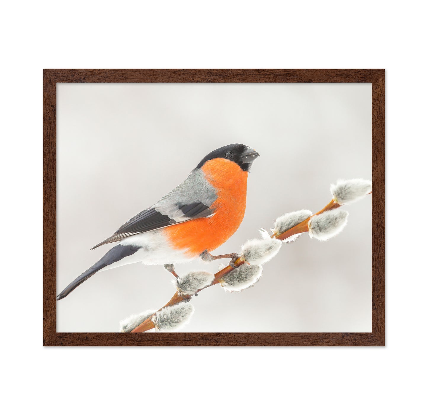 Bullfinch