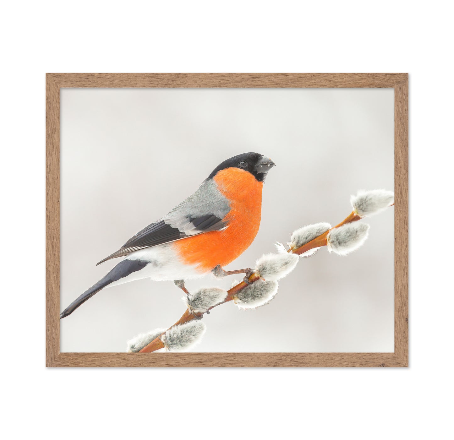 Bullfinch