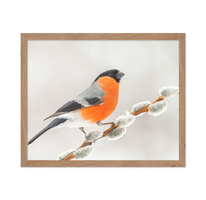 Bullfinch