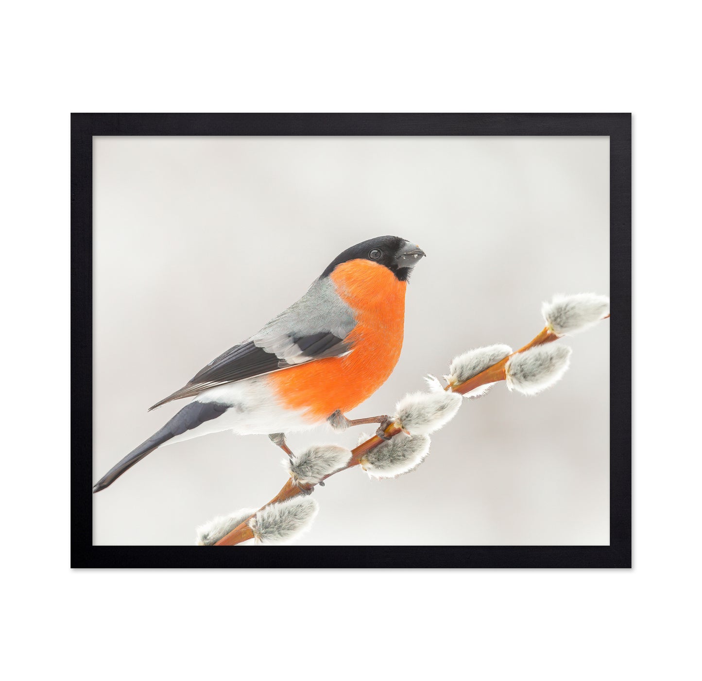 Bullfinch