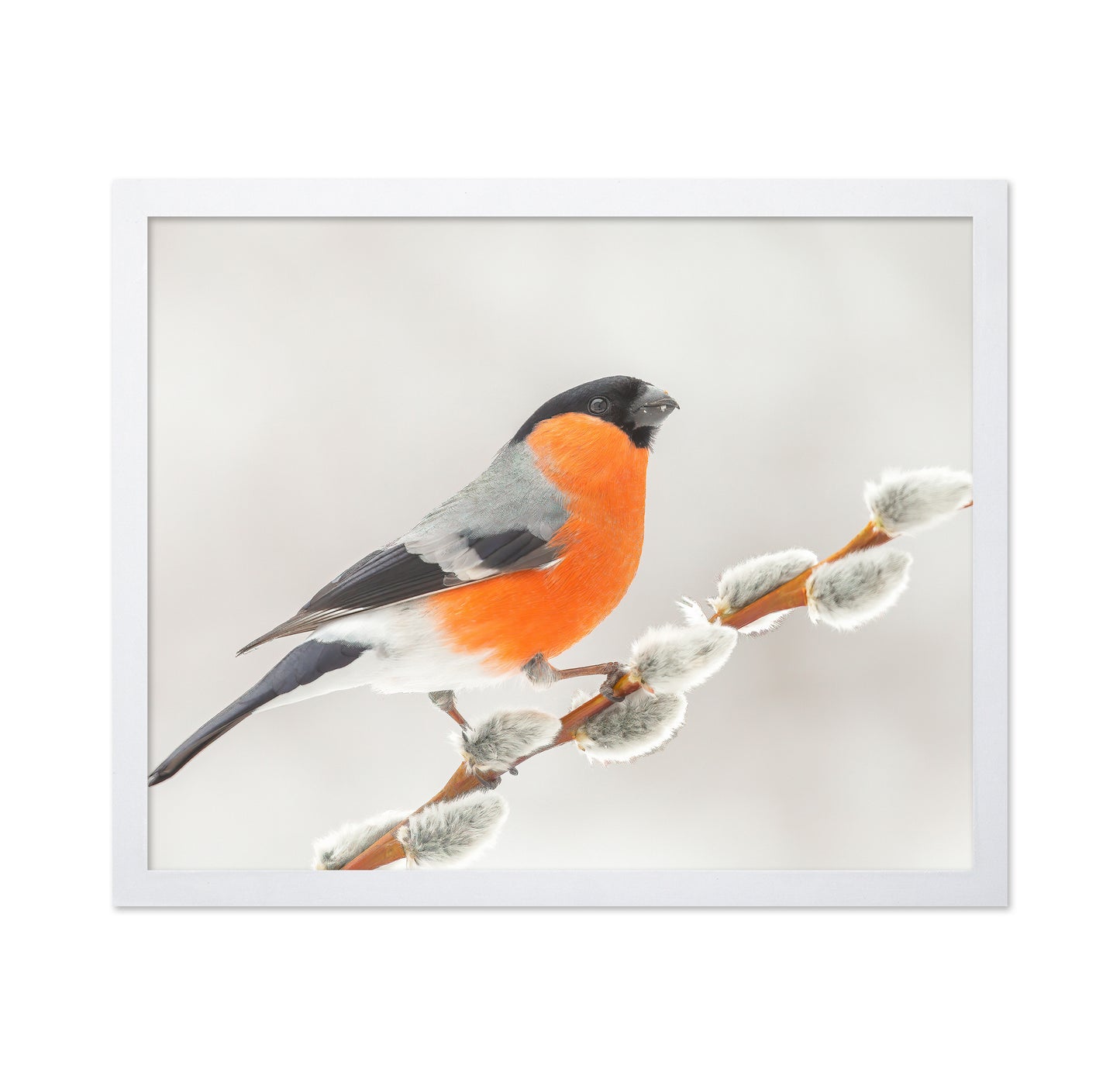Bullfinch