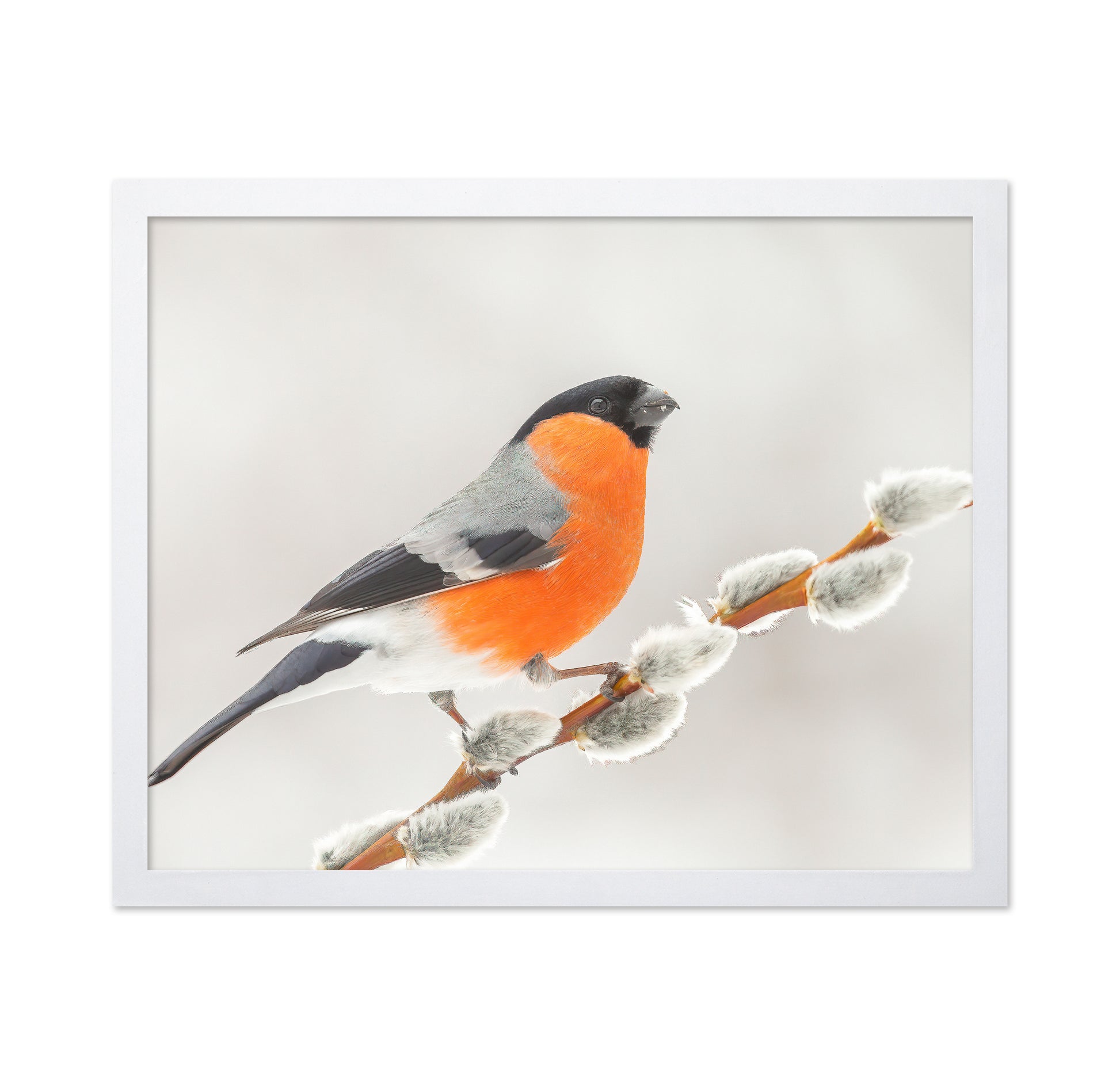 Bullfinch