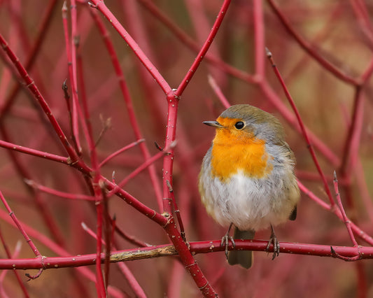 Robin in Red