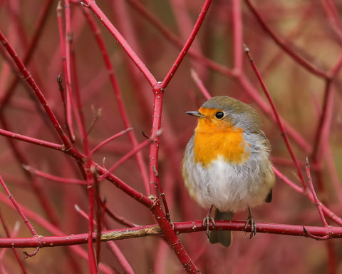 Robin in Red