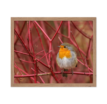 Robin in Red