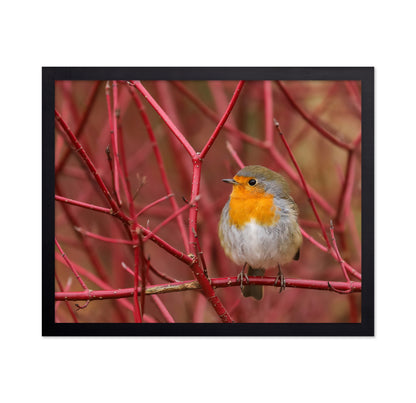 Robin in Red