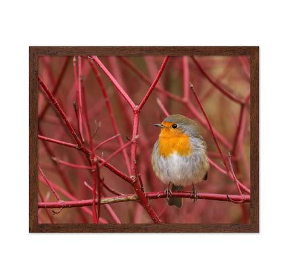 Robin in Red