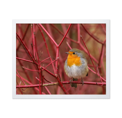 Robin in Red