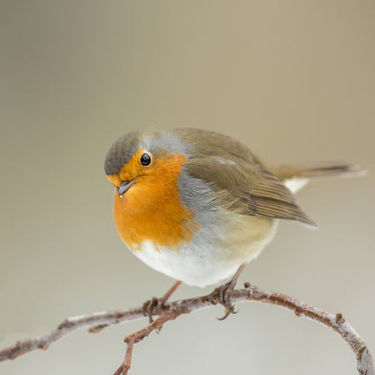 Inquisitive