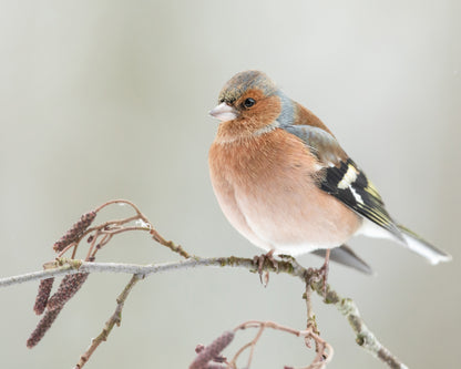 A Common Chaffin with Snow Light
