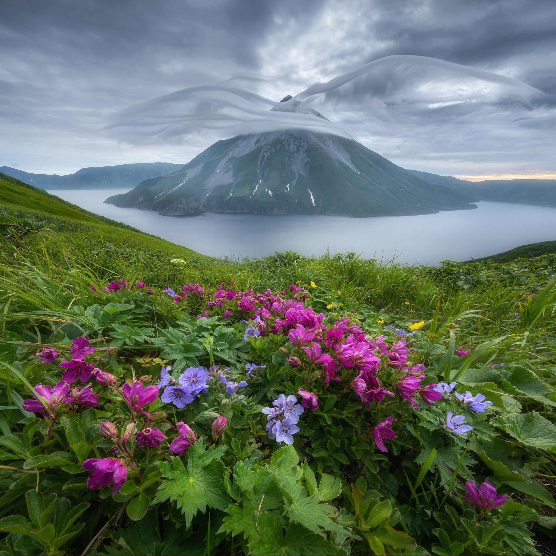 Flowers and Wings