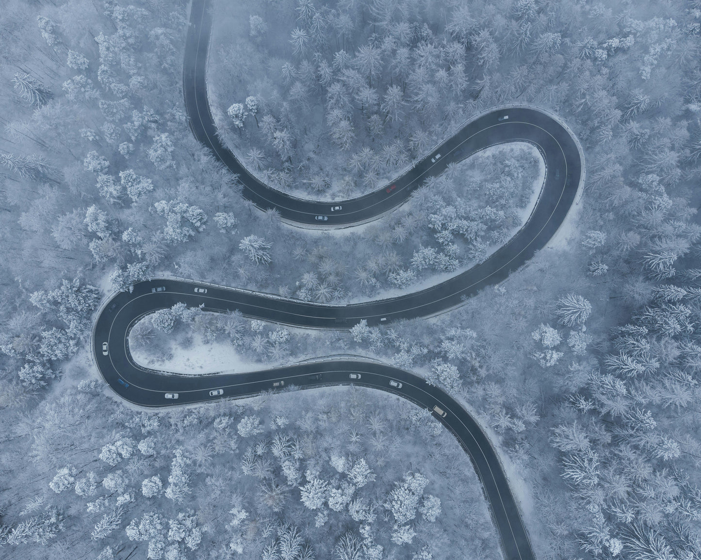 Winter Forest