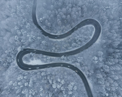 Winter Forest