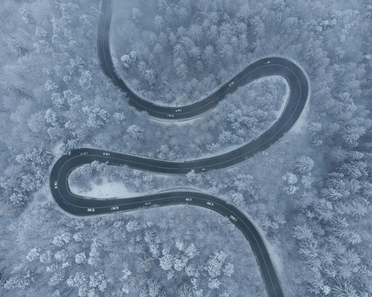 Winter Forest
