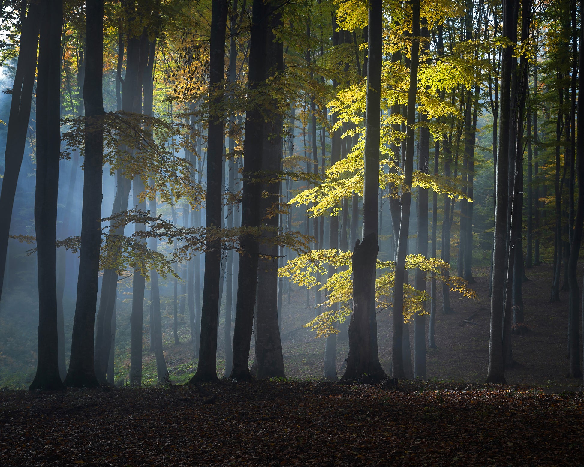 Foggy Forest
