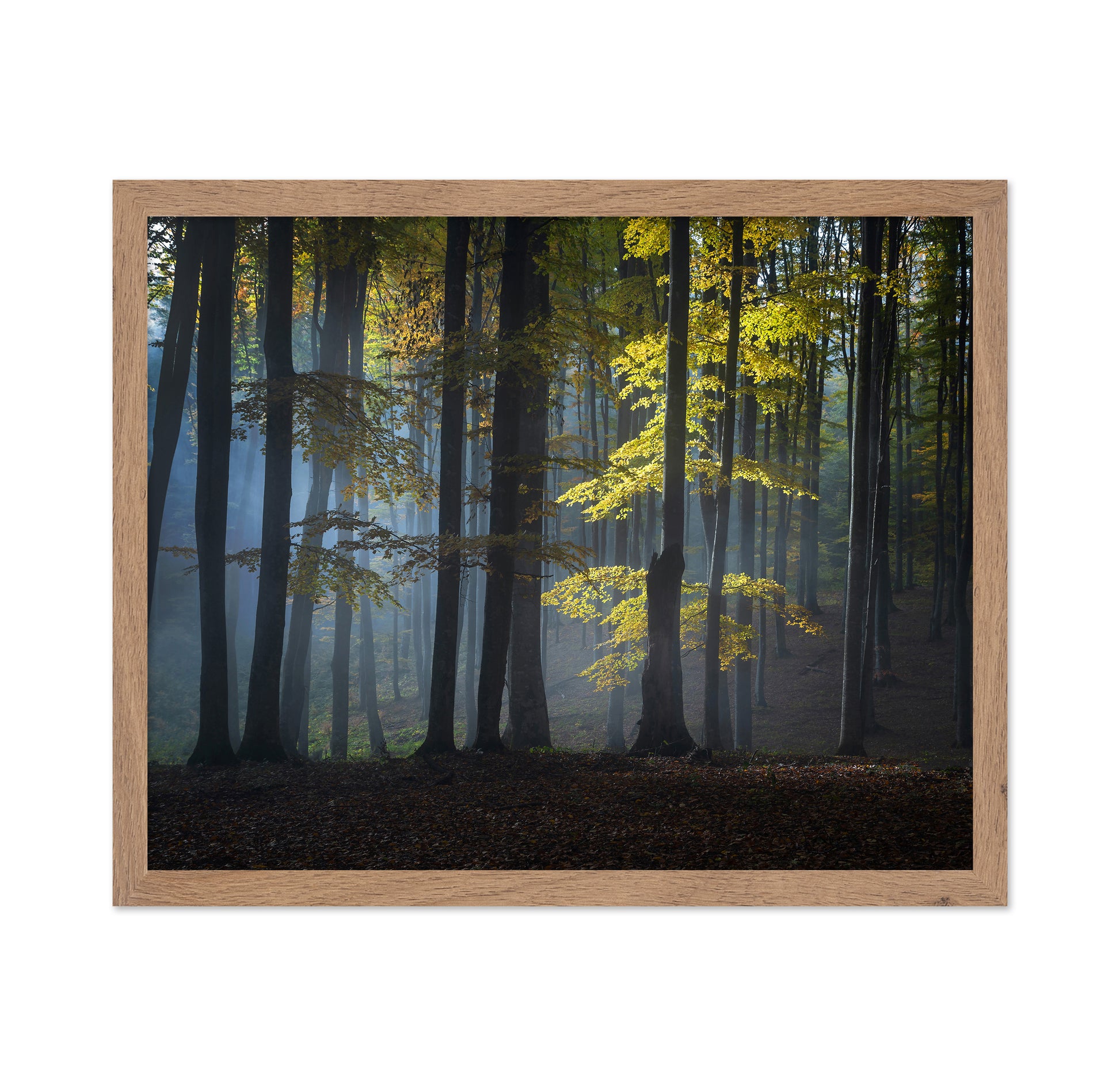 Foggy Forest