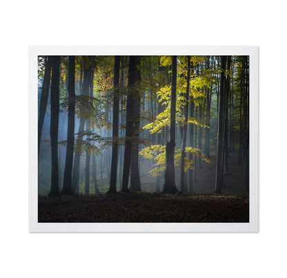 Foggy Forest