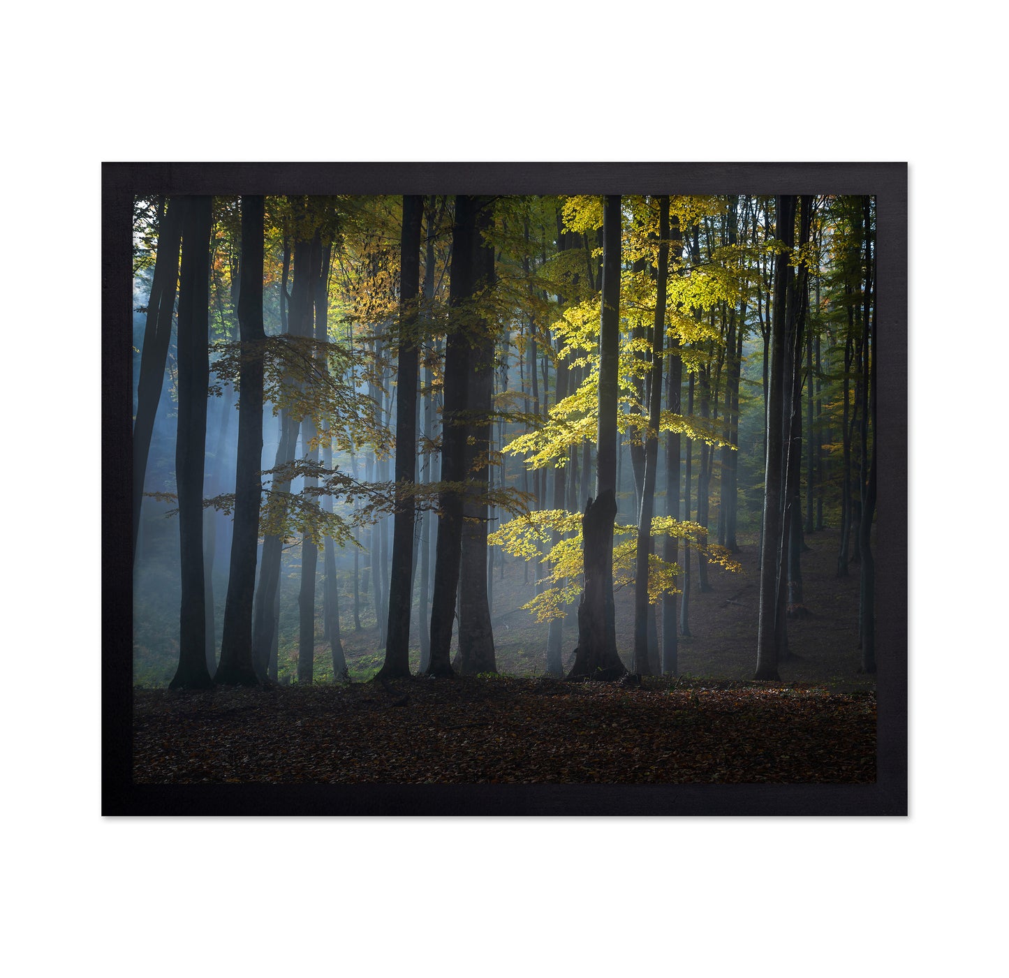 Foggy Forest