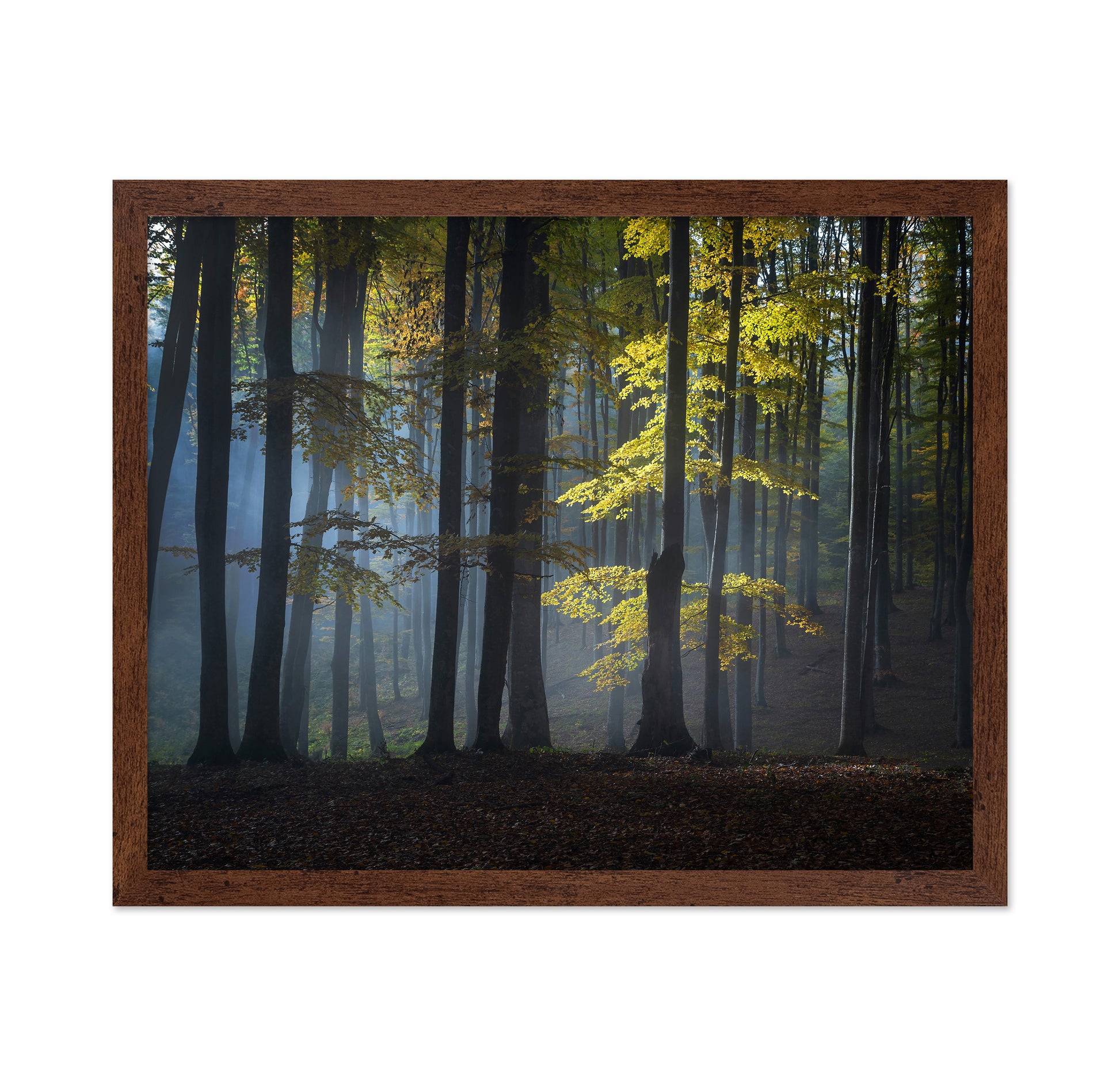 Foggy Forest