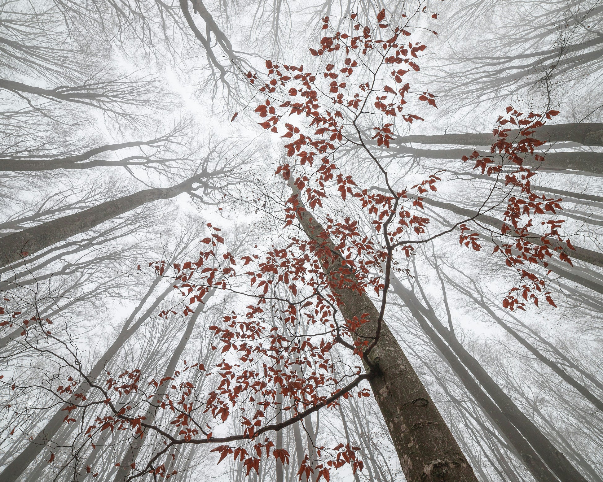 A Wisp of Fall