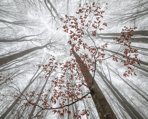 A Wisp of Fall