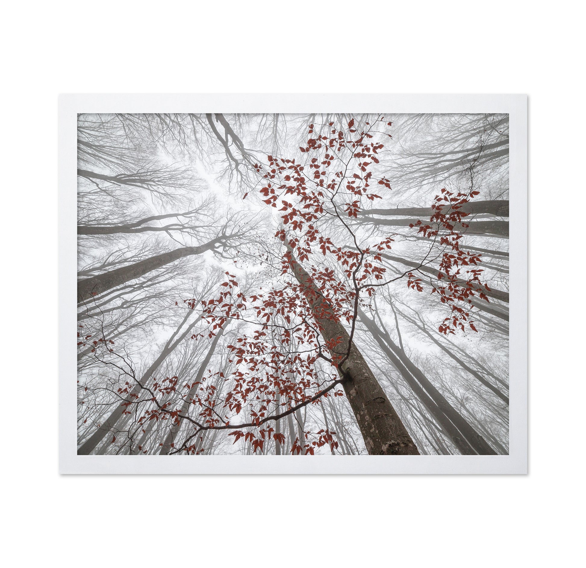 A Wisp of Fall