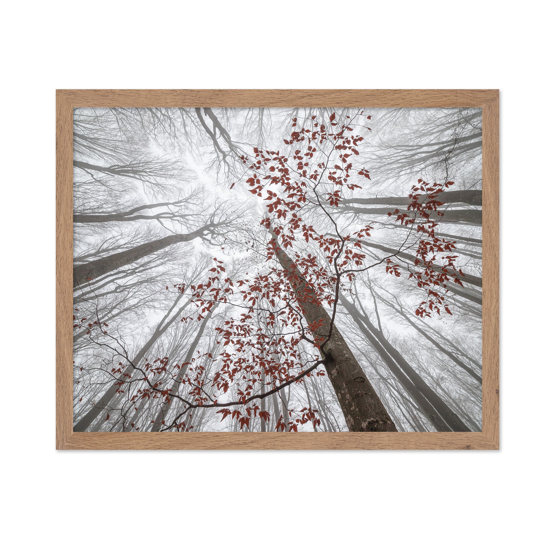 A Wisp of Fall