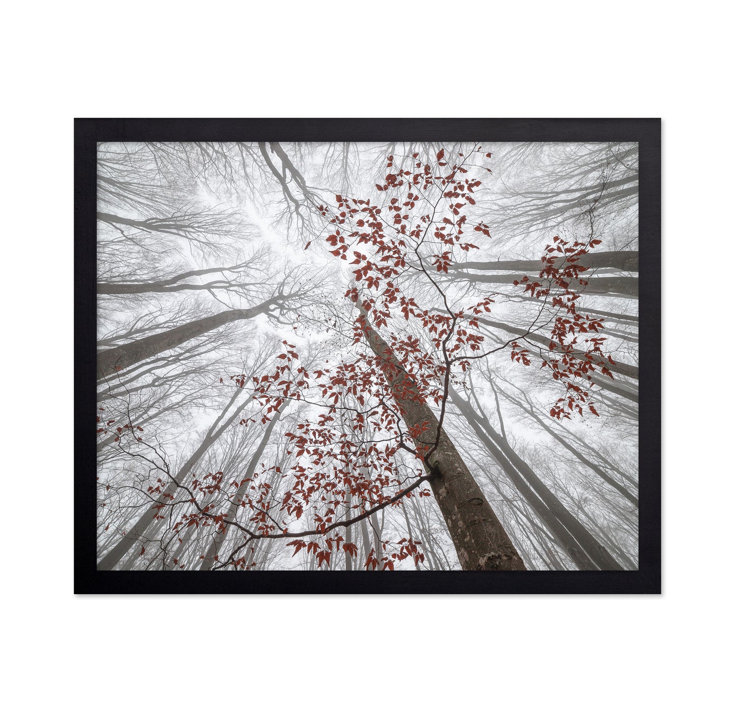 A Wisp of Fall