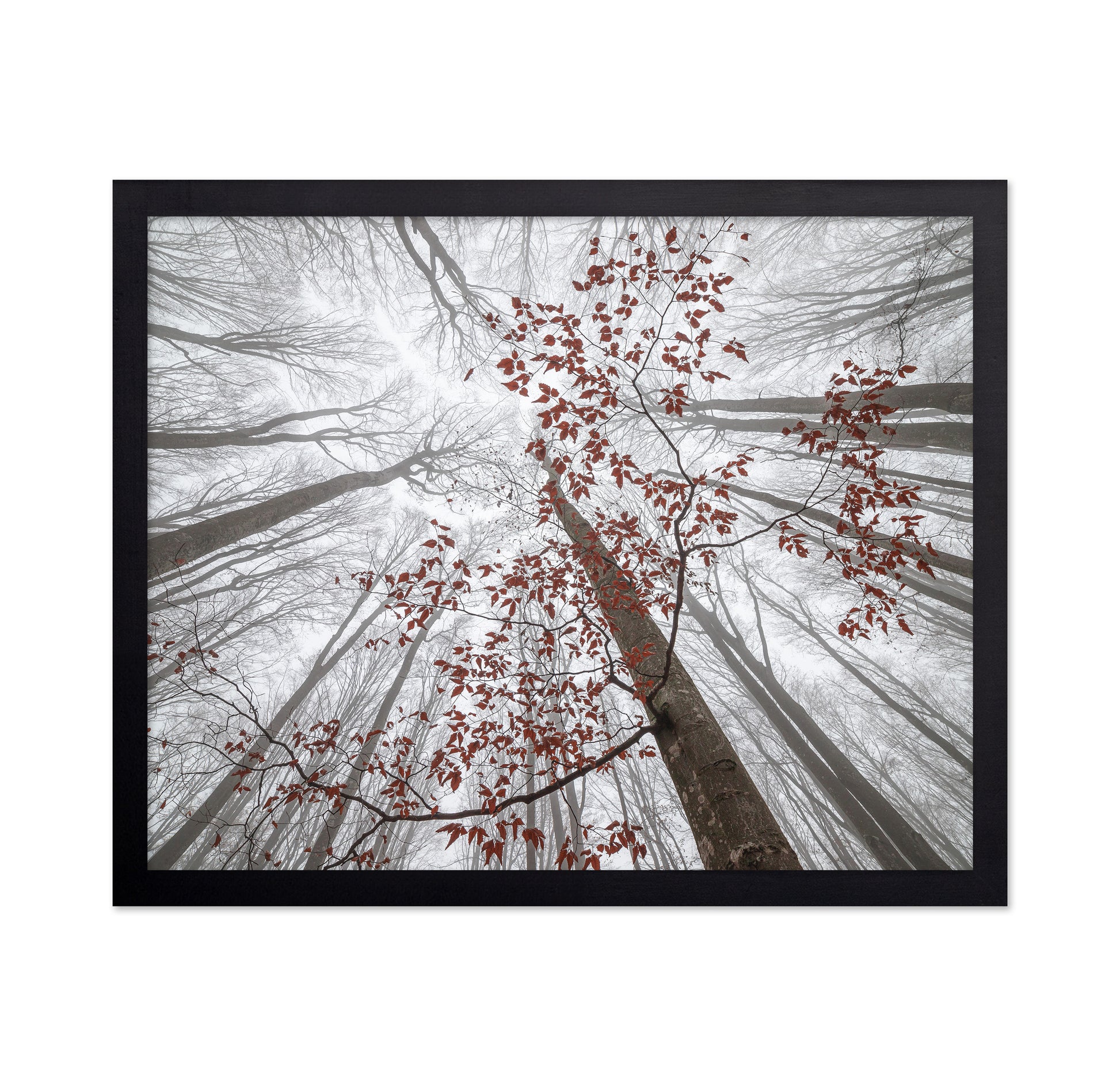 A Wisp of Fall