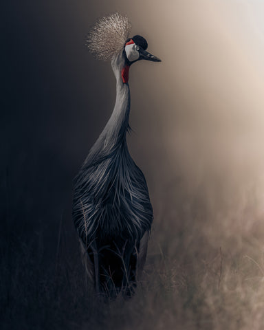 Grey Crowned Crane