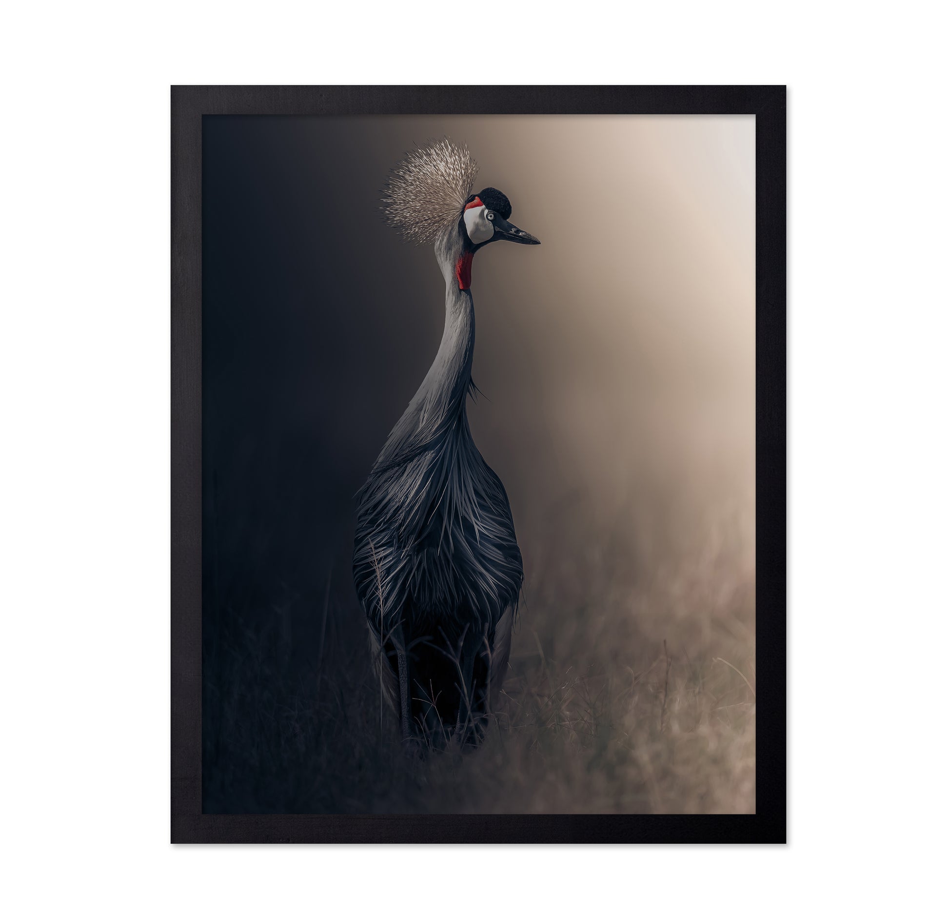 Grey Crowned Crane