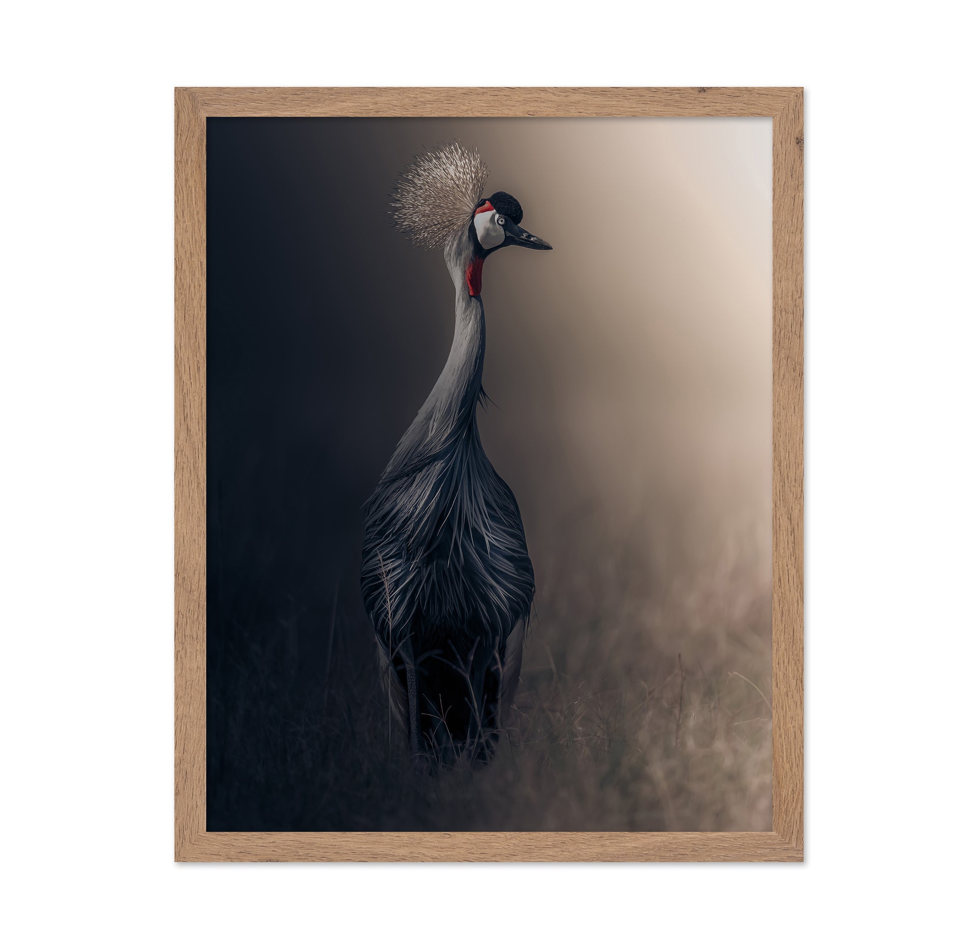 Grey Crowned Crane