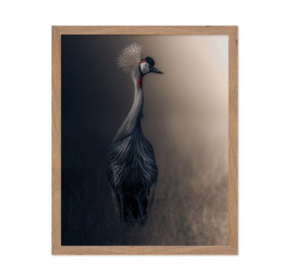 Grey Crowned Crane