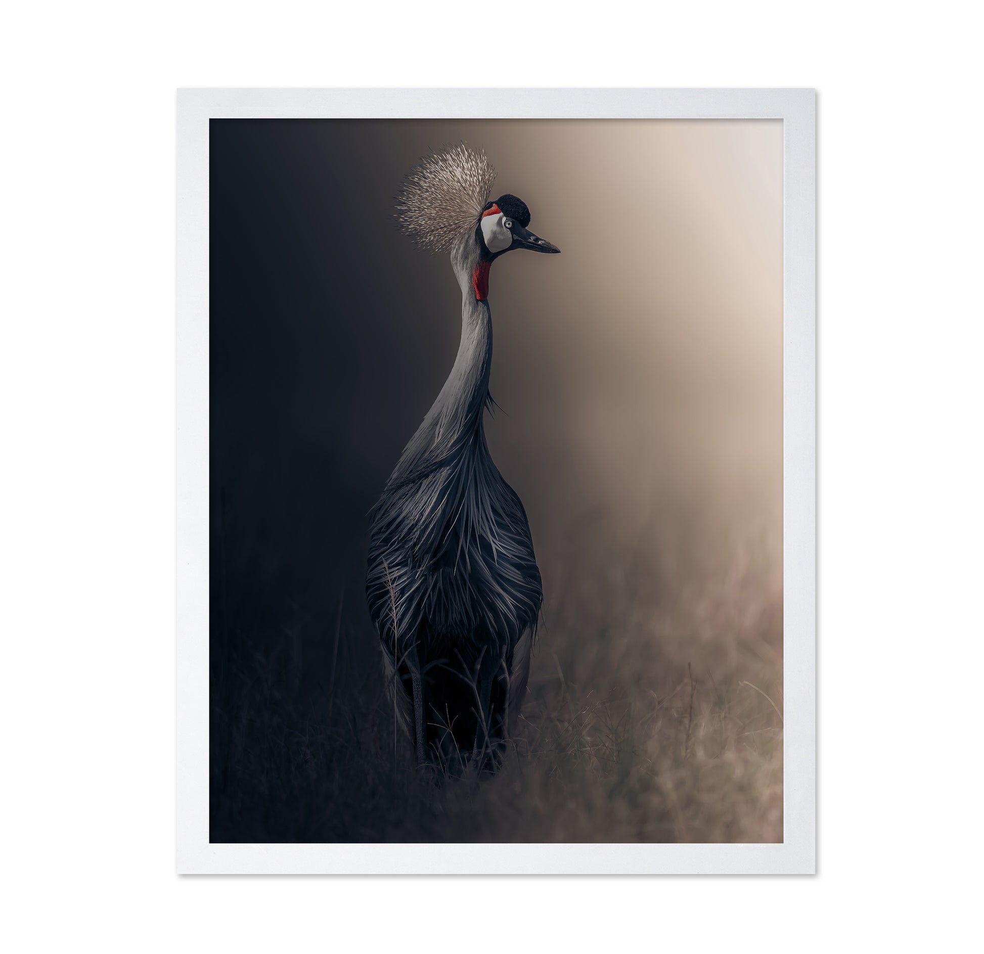Grey Crowned Crane
