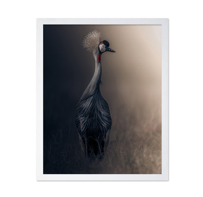 Grey Crowned Crane