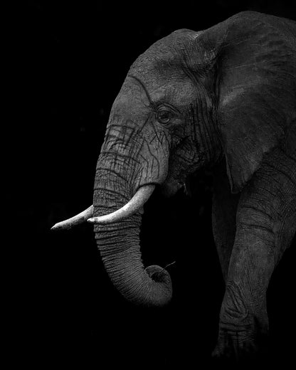 Largest Land Animal on Earth
