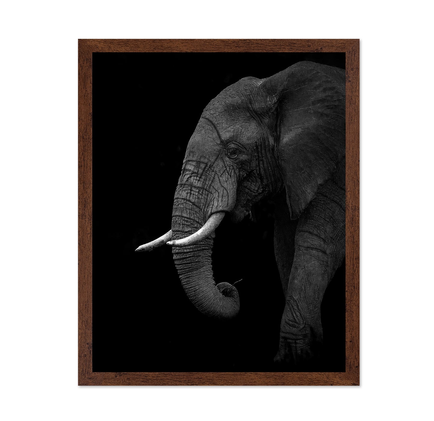 Largest Land Animal on Earth