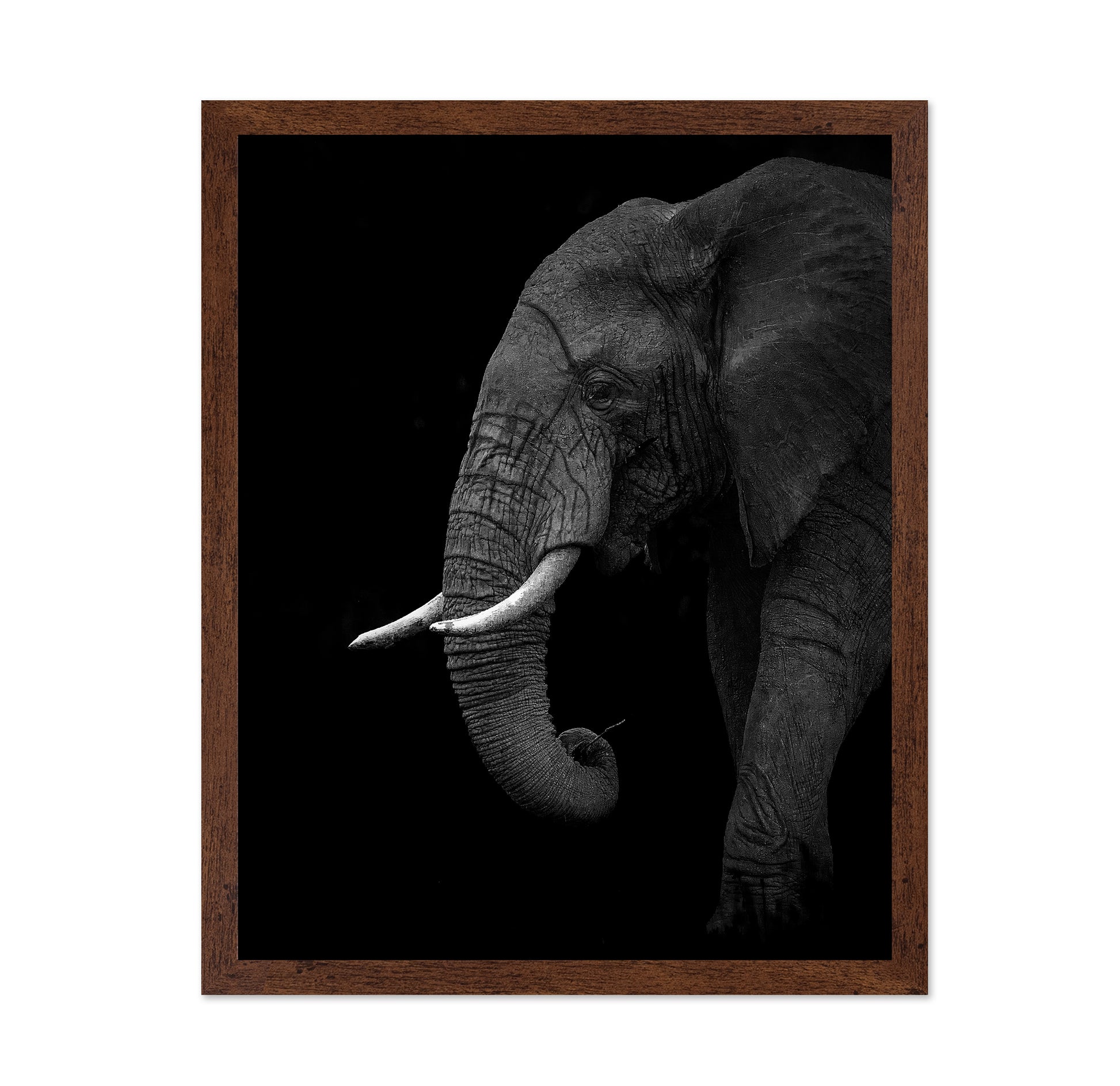 Largest Land Animal on Earth