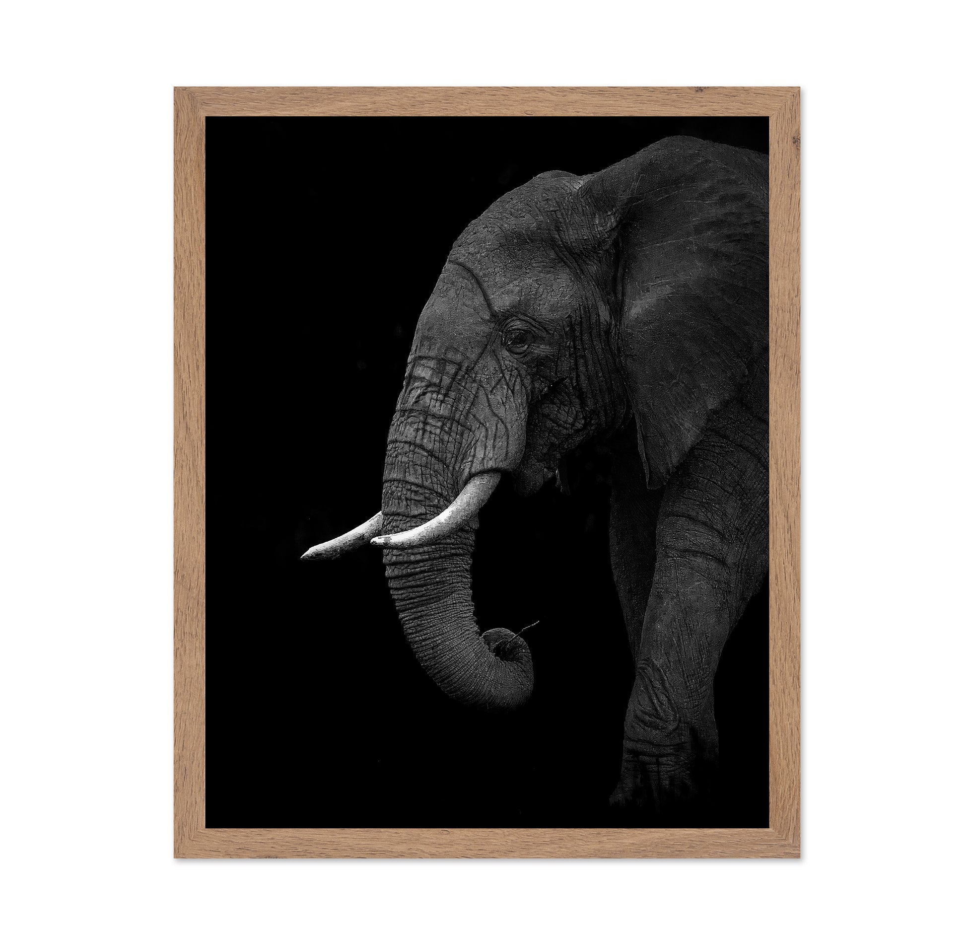 Largest Land Animal on Earth