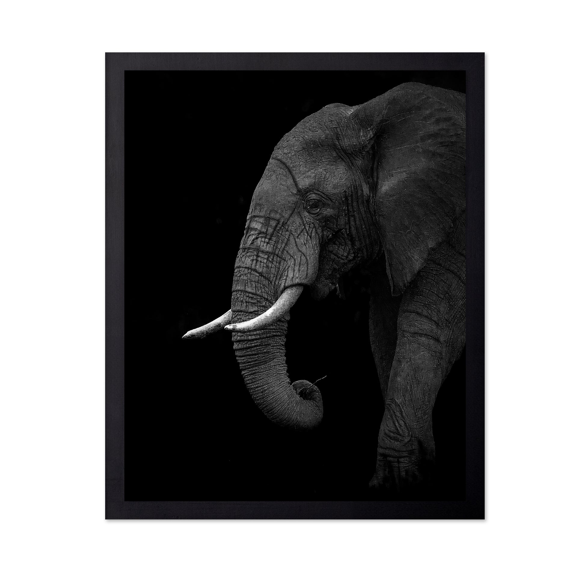 Largest Land Animal on Earth