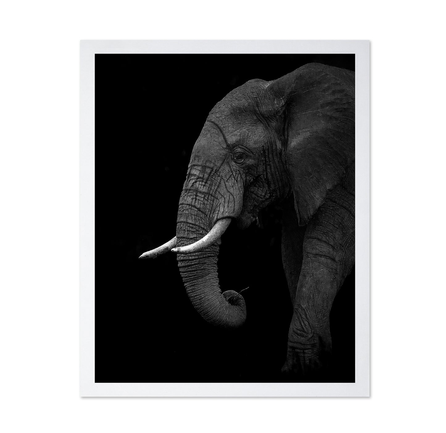 Largest Land Animal on Earth