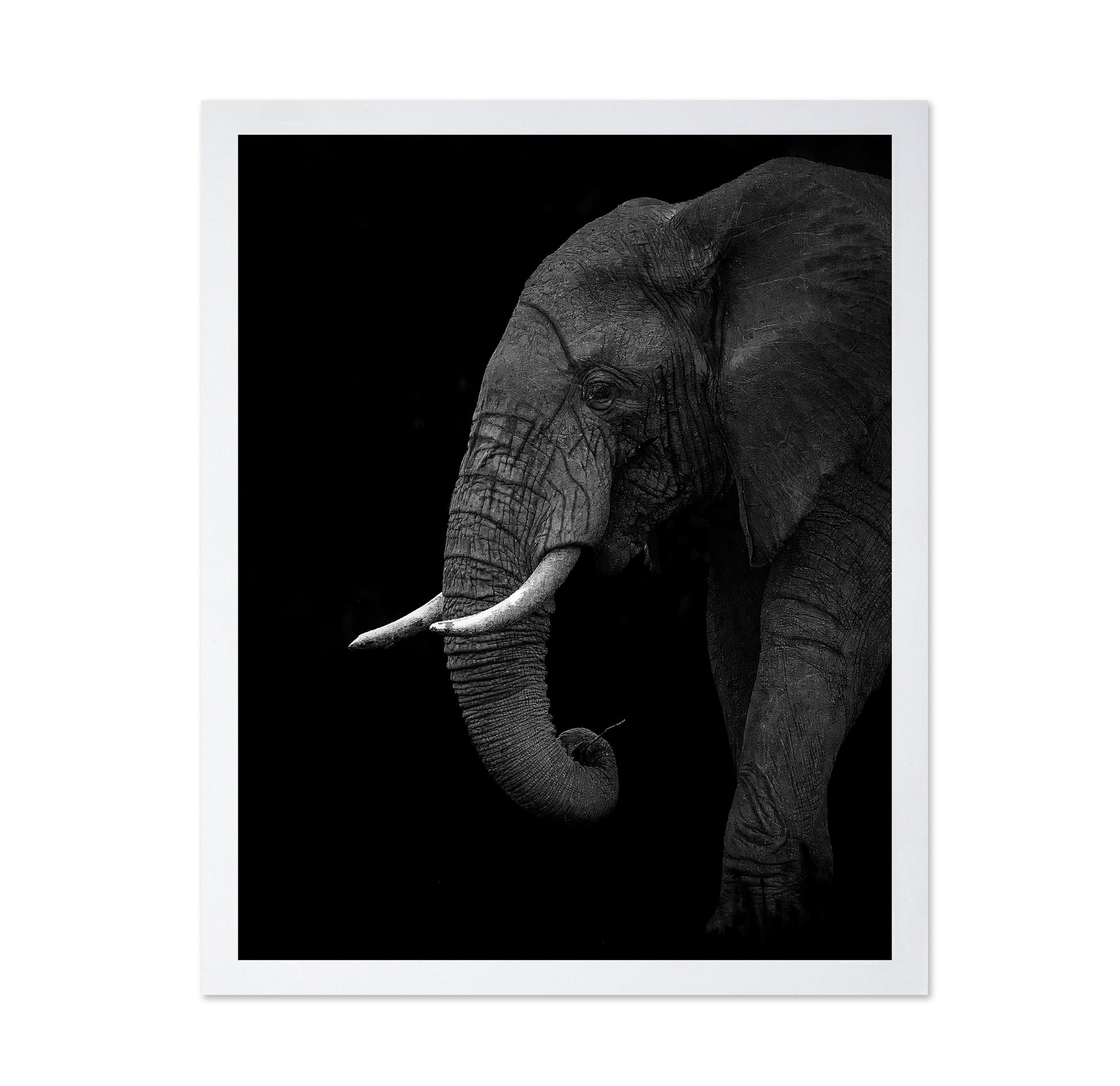 Largest Land Animal on Earth
