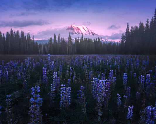 Adam's Lupine