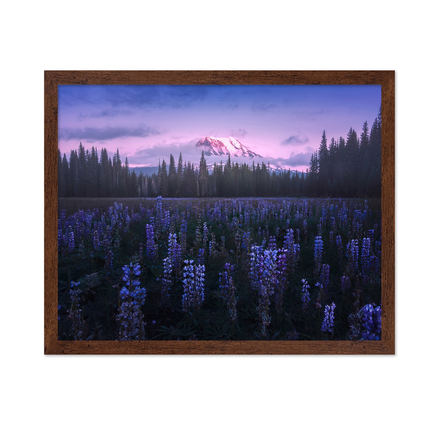 Adam's Lupine